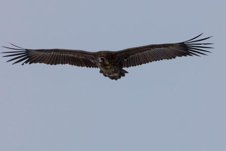 鸟, 黑美洲鹫, 飞行, 鲍嘉村, 蒙古