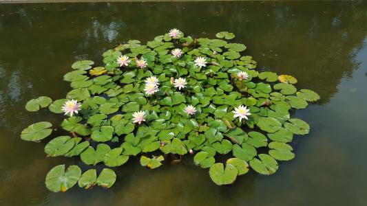 池塘, 水百合, 睡莲