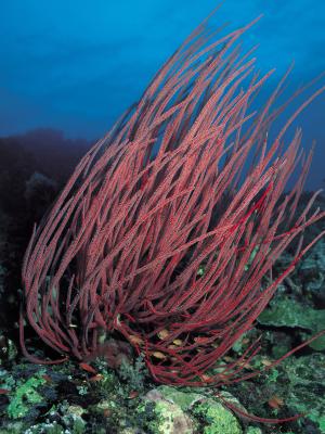 珊瑚, 水下, 跳水, 水肺潜水, 红色
