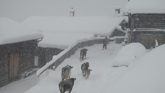 冬天, 冬季爆炸, safien 河谷, 瑞士, 母牛, almabtrieb, 传统
