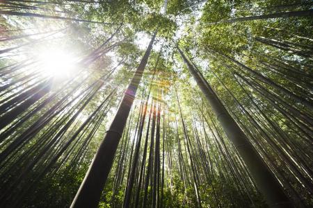 竹, damyang, 阳光, 森林, 树, 自然, 竹-植物
