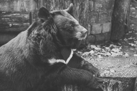 熊, 被掳, 黑色和白色, 栅栏, 动物园, 野生动物摄影, 悲伤