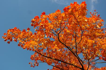 枫叶, 叶子, 秋天, 秋天的颜色, 分公司, 枫树, 宏 platanoides