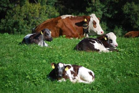 母牛, 奶牛, 草甸, 牧场, 高山, 南蒂罗尔