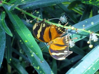 蝴蝶, 昆虫, 蝴蝶馆, 迈瑙岛岛