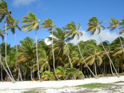 马提尼克岛, 棕榈树, 风, 海滩, 海, 夏季, 假日