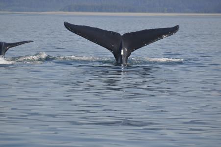 鲸鱼, 尾巴, 野生动物, 海, 动物, 驼背鲸, 自然