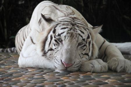 老虎, 白虎, 动物园, 动物, 动物, 动物的画像, 自然