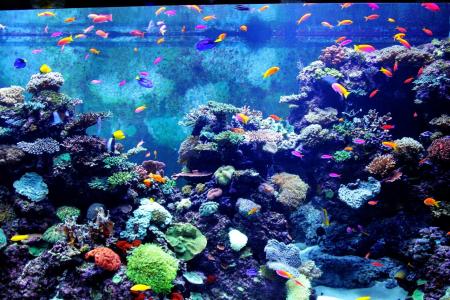 多彩水族馆, 鱼, 鱼类, 小鱼, 五颜六色的鱼, 水族馆, 水