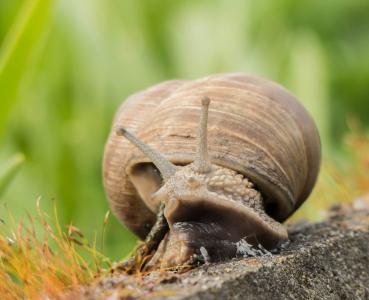 蜗牛, 软体动物, 爬网, 慢慢地, 动物, 壳