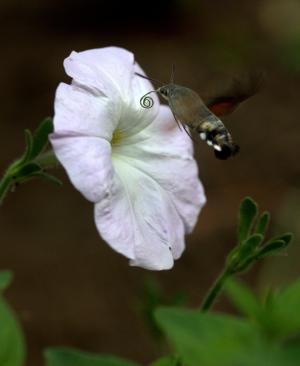 蛾, 蜂鸟, 花, 花粉, 飞行, 昆虫纲