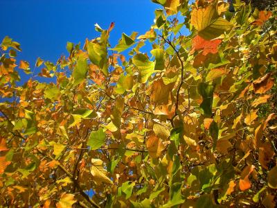 秋天, 叶子, 树, 自然, 橙色, 黄色, 秋天的落叶