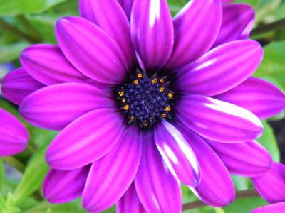 紫色, 白色, 花, 小花, 白紫色, 野生花卉, 花
