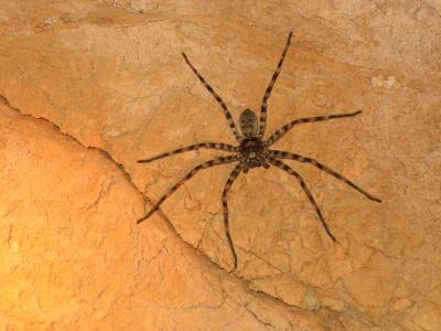 蜘蛛, 洪博培, 蛛形纲动物, 澳大利亚