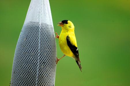 金黄雀科, 鸟, 禽, 野生动物, 喂养, 黄色, 黑色