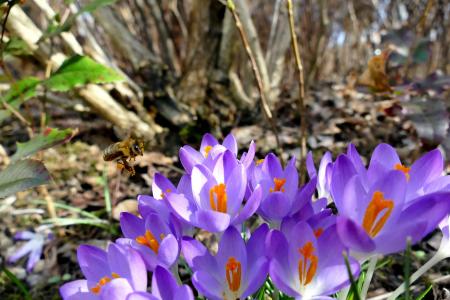 自然, 春天, 番红花, 紫色, 蜜蜂, 植物, 关闭