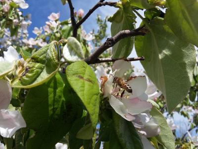蜜蜂, 花, 自然, 春天