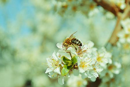 自然, 花, 黄蜂, 分公司, 树, 春天, 昆虫
