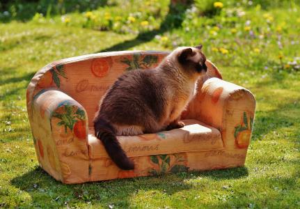 沙发, 沙发, 猫, 英国短毛猫, 纯种狗, 毛皮, 棕色