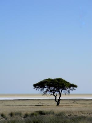 树, 非洲, 纳米比亚, 沙漠, 自然, 景观, 假日