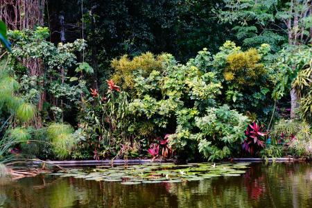 萨尔瓦多, 岛屿, 自然, 水, 红树林沼泽, 景观, 花园