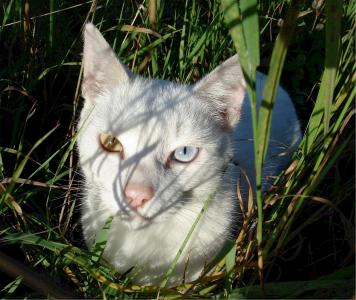 猫, 眼睛, 两种颜色, 猫科动物, 隐藏, 草, 国内