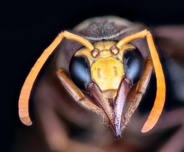 大黄蜂, 昆虫, 宏观, 复眼, 探头, 天线, 下颌骨