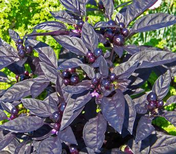 植物, 紫色, 叶子, 浆果, 辣椒辣椒, 黑色珍珠, 辣椒辣椒黑珍珠