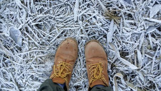 棕色, 皮革, 工作, 靴子, 树, 分支机构, 雪