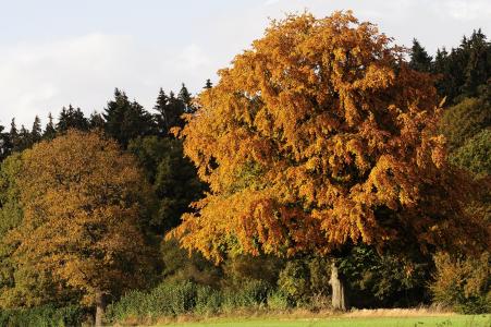 秋天, 秋天的颜色, 树, 树在秋天, 金色的秋天, 秋天的色彩, 自然