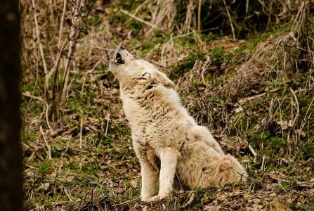 狼, 白狼, 白色的皮毛, 动物园, 蒂尔加滕, 捕食者, 嚎叫 》