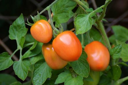 西红柿, 罗马西红柿, 布什西红柿, 成熟的, 花园, 蔬菜种植, nachtschattengewächs