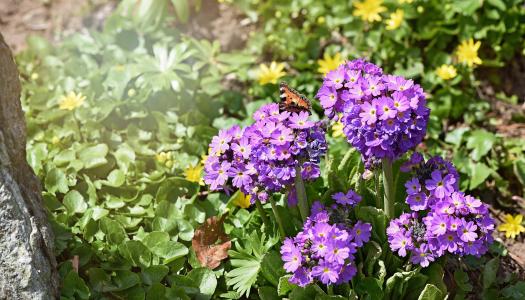 花, 花园, 春天, 鸡腿, 白屈菜, 紫色, 蝴蝶