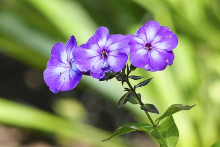 紫色, 花, 特写, 植物, 花园, 园艺, 自然