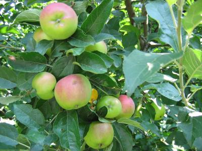 苹果, 水果, 树上苹果, 夏季, 有机, 健康, 农业