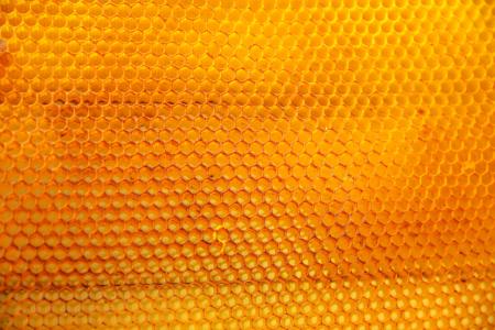黄色, 自然, 蜜蜂, 蜂蜜, 蜂窝状