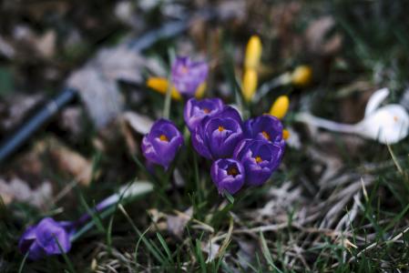 绽放, 花, 紫色, 春天, 郁金香, 版税图像, 自然