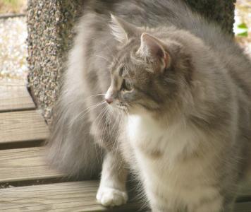 灰色的猫, 夏季, 宠物, 很好奇, 一只灰色的猫, 动物
