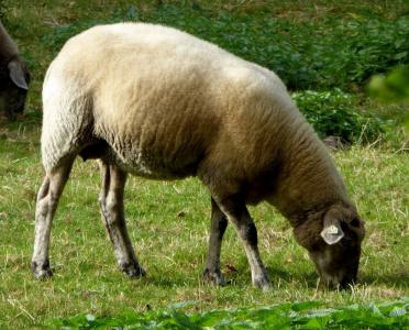 羊, 吃草, 羊毛, 牲畜, 农业