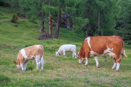 牛群, 牛, 母牛, 母牛, 牛肉, 动物, 奶牛