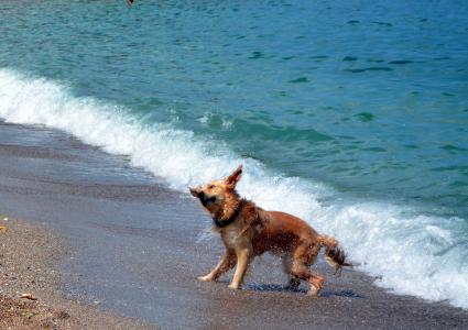 狗, 水, 海滩, 大, 湿法