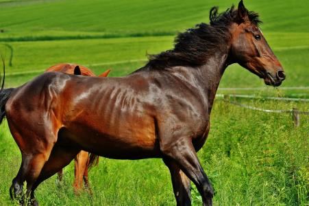 马, 耦合, 种马, 吃, 围场, 棕色, 草甸
