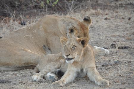 狮子, 幼崽, 野生动物, 动物, 年轻, 非洲, 狮子-猫科动物