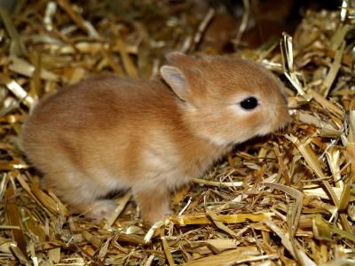 野兔婴孩, 宠物, 甜, 动物, 啮齿类动物, 可爱, 小