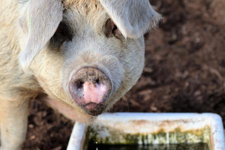 猪, 农场, 猪肉, 农业, 猪流感, 牲畜, 小猪