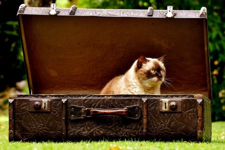 行李, 古董, 猫, 英国短毛猫, 有趣, 很好奇, 皮革