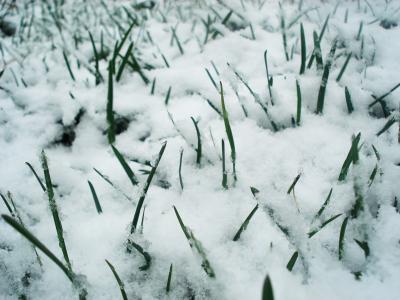 草, 雪, 绿色, 冻结, 弗罗斯特, 春天, 冬天