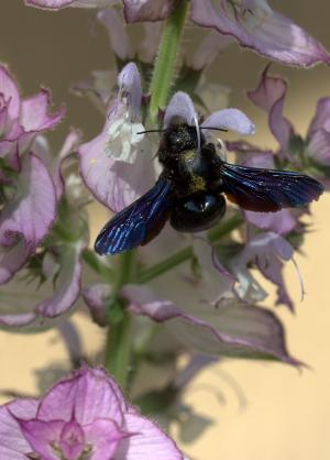 蜜蜂, 飞行, 授粉, 昆虫纲, 花, 自然
