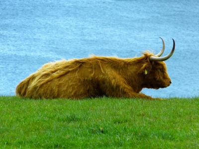 高地牛肉, 苏格兰高地牛, kyloe, 苏格兰 hochlandrind, 动物, 牛肉
