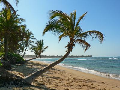 海滩, 热带地区, 海, 加勒比海, 椰子树, 海岸, 加勒比海